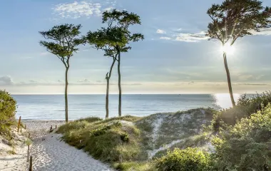 Dune landscape with sandy path, sea view and slender trees under a sunny sky in Ahrenshoop on the Baltic Sea.