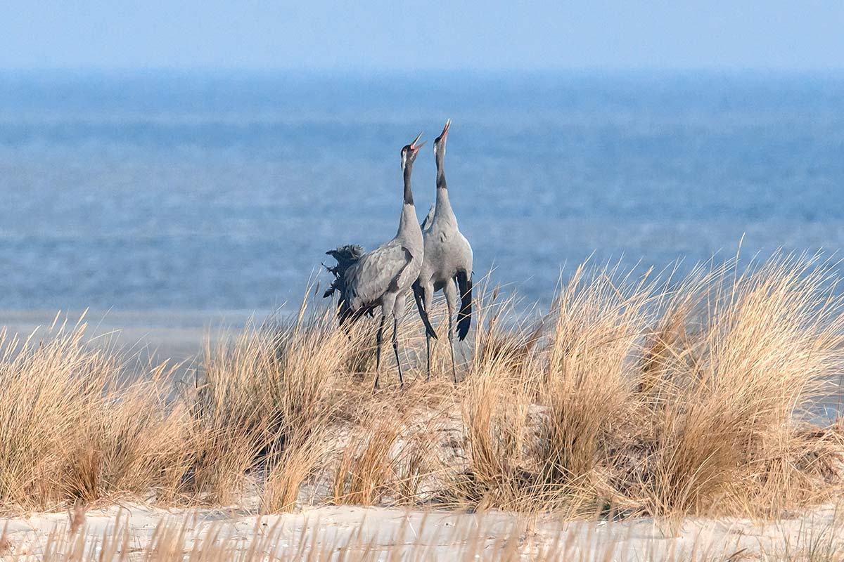 Zwei rufende Kraniche auf einer Düne vor der Weite der Ostsee auf dem Darß