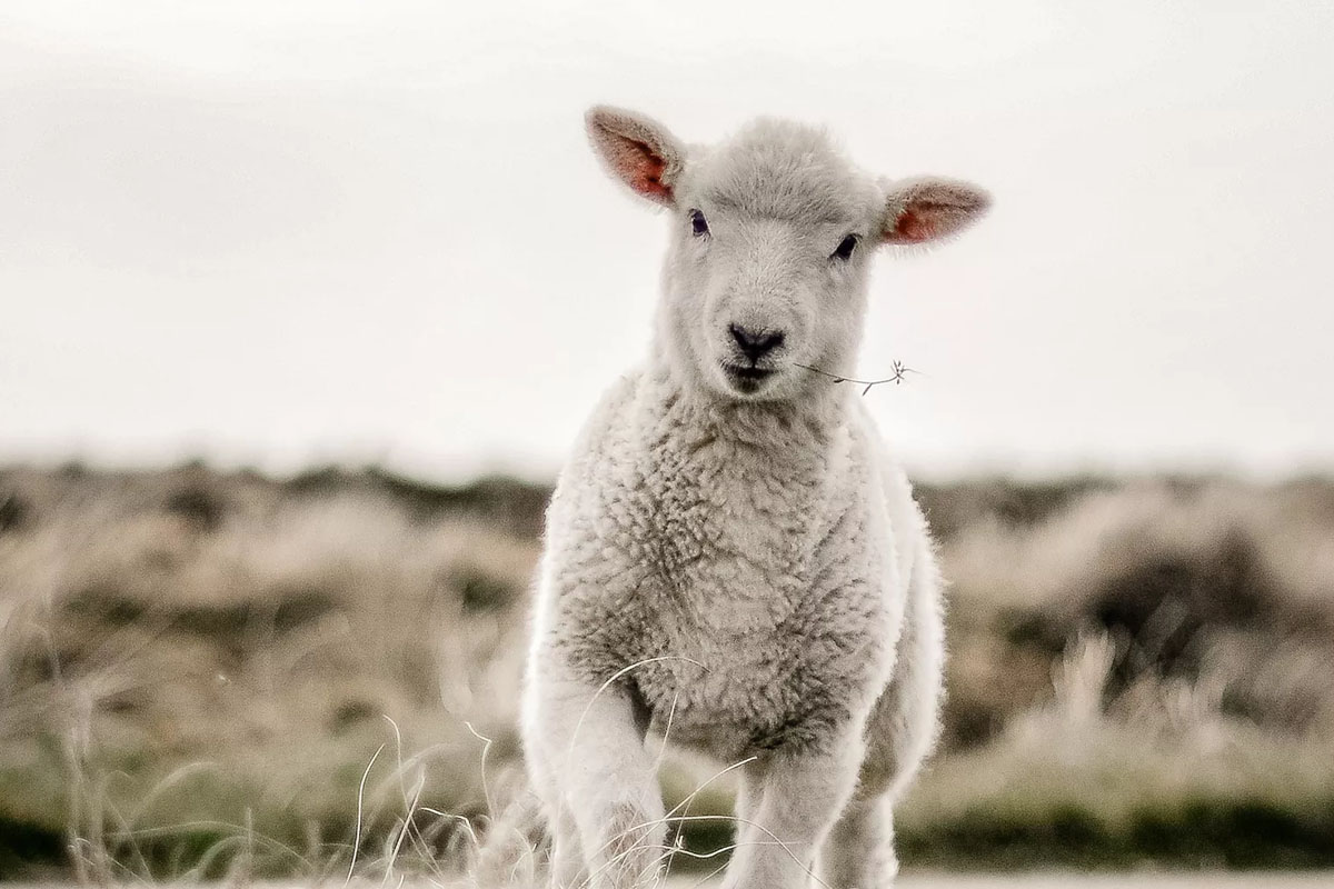 Lamm auf Sylt, umgeben von grüner Natur und symbolisch für das Osterangebot des Wyn. Strandhotel auf Sylt.