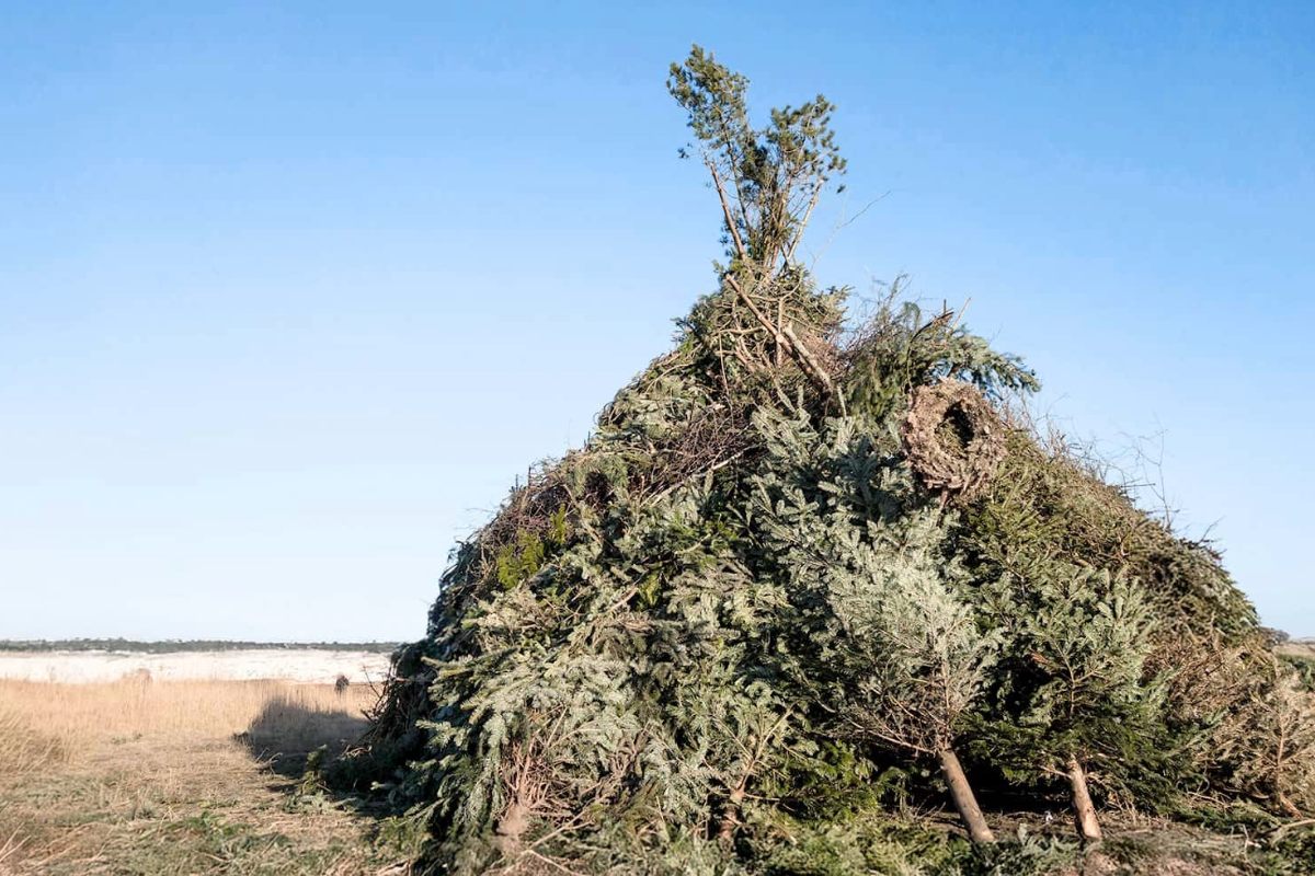 Aufgeschichteter Haufen aus Tannen und Zweigen als Biikefeuer vor weiter Landschaft auf Sylt.