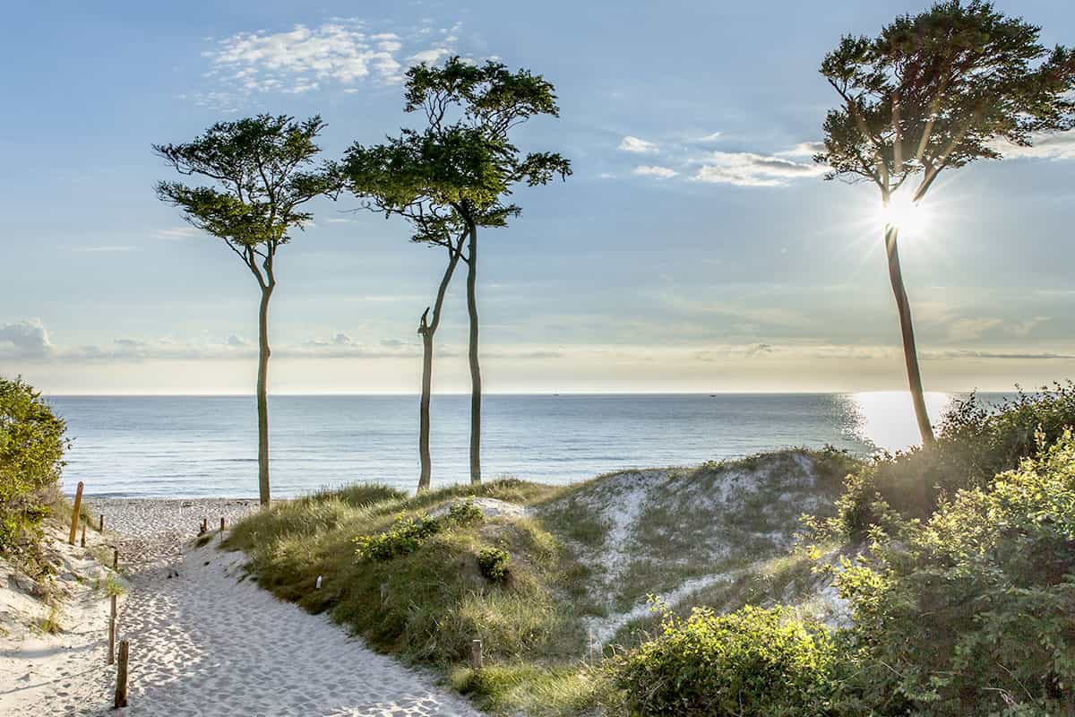 Dünenlandschaft mit Sandweg, Meerblick und schlanken Bäumen unter einem sonnigen Himmel in Ahrenshoop an der Ostsee.