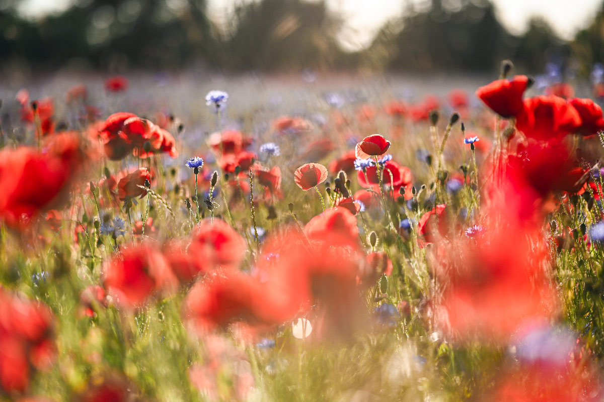 Rote Mohnblumen und blaue Kornblumen auf einer weitläufigen Sommerwiese im Sonnenlicht.