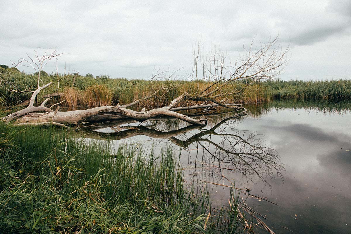 Gefallener Baum, der sich im ruhigen Wasser eines Sees inmitten von Schilf und Gräsern spiegelt.