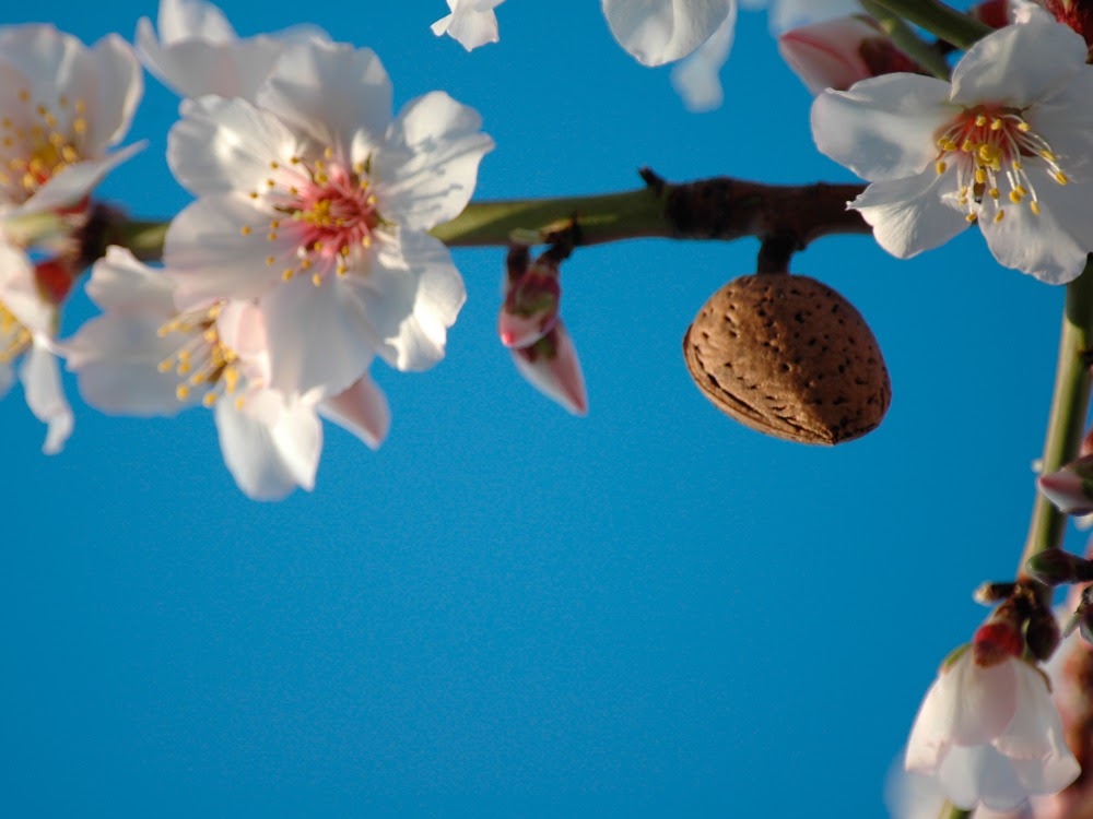 Nahaufnahme einer blühenden Mandelblüte mit einer reifen Mandel an einem Ast, vor blauem Himmel.